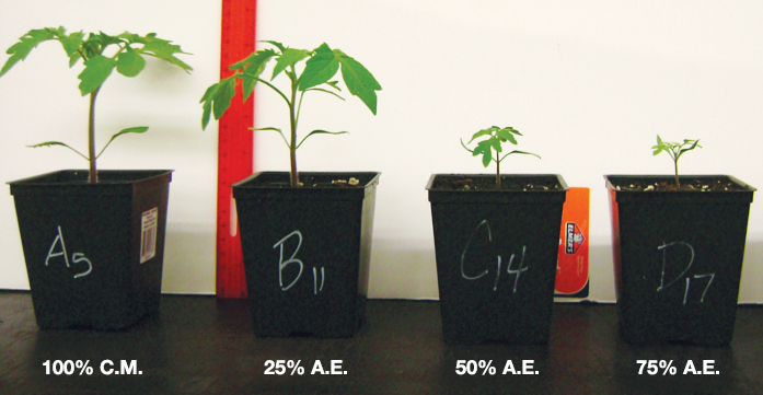 Article image for Aquaculture effluent partially replaces growing mix for plant production