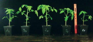 tomato plants