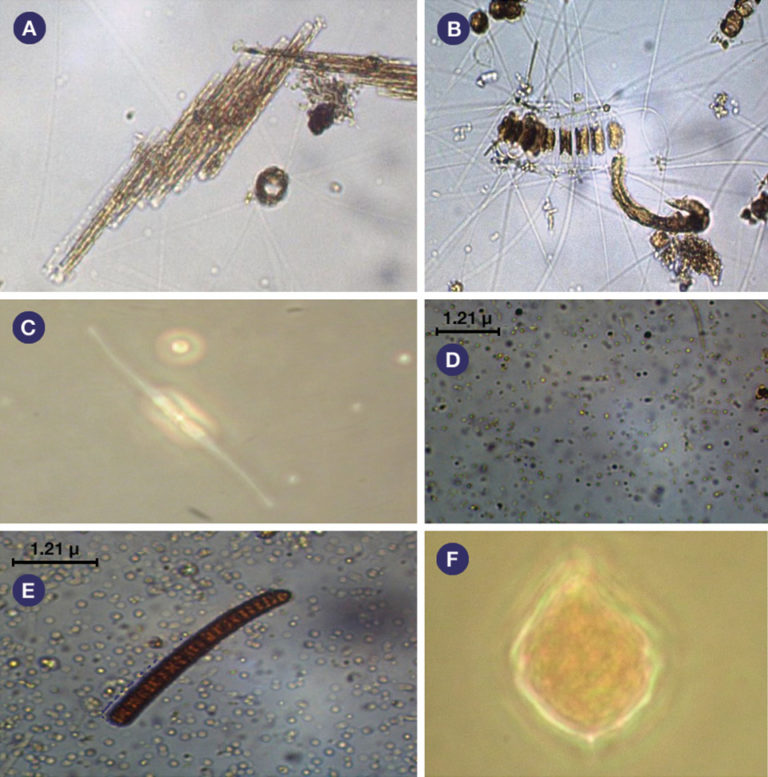 Article image for Plankton communities in shrimp monoculture, integrated biofloc system