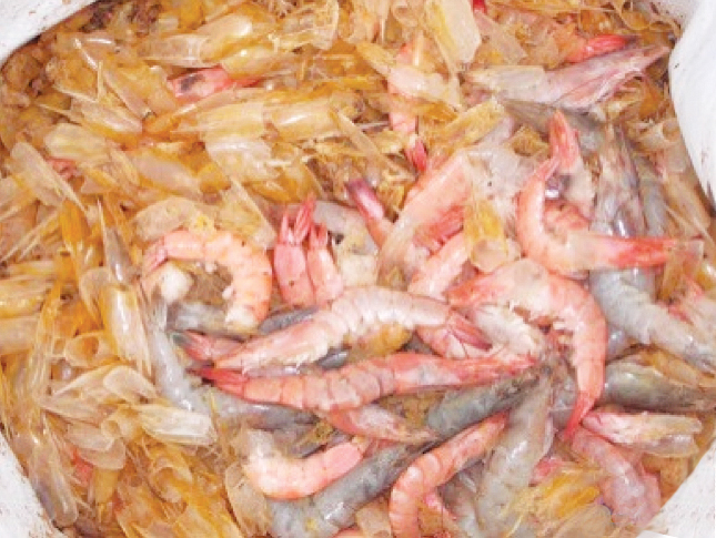 Article image for Stress-vibrio dynamics during high-density, zero-exchange production of white shrimp