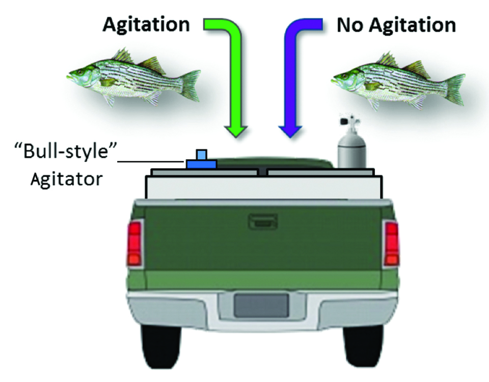 Article image for Improving transportation of live hybrid striped bass