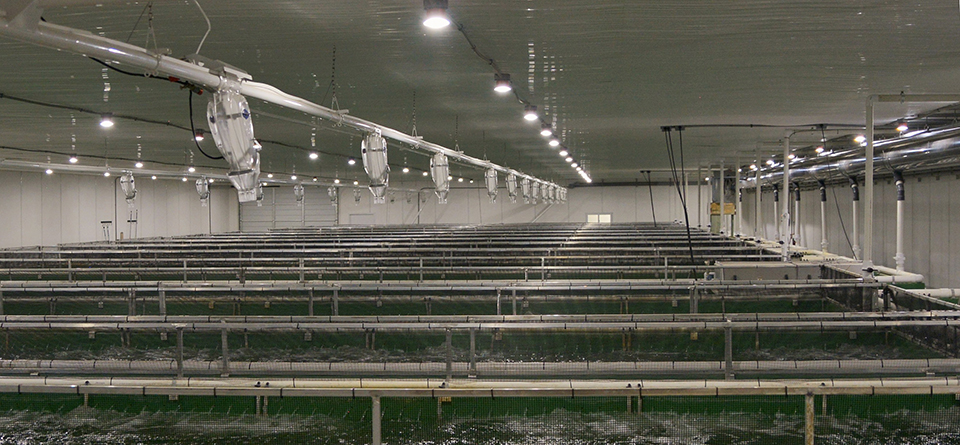 Article image for LED lighting technology provides unique benefits for aquaculture