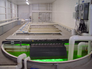 Flow rate estimation for RAS