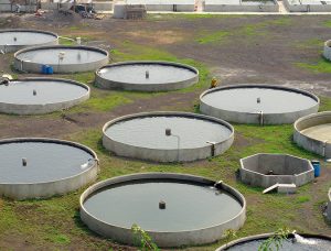 Calcium and magnesium