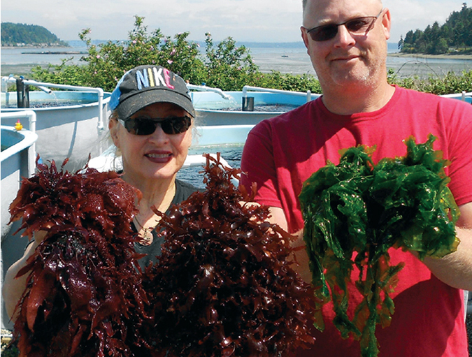 Article image for Land-based macroalgae farming