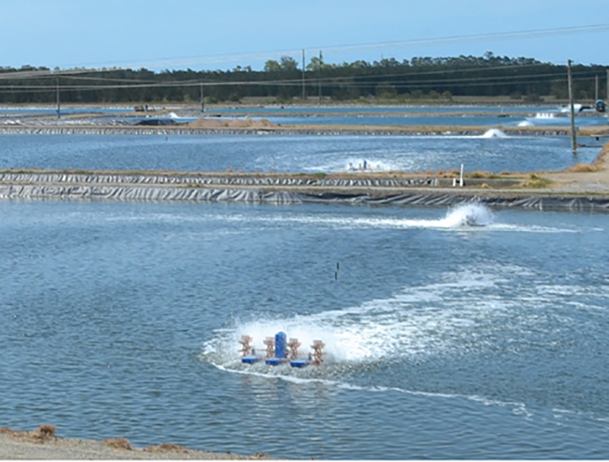 Article image for Feed tray management lowers FCRs, shrimp production costs in Australia