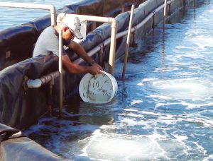 Brazil study results encouraging for injector