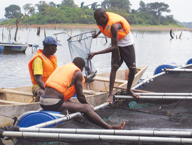 Article image for Large-scale tilapia project driving aquaculture development in Ivory Coast