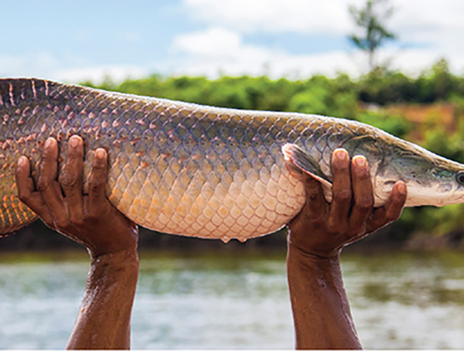 Article image for Pirarucu culture in the Brazilian Amazon