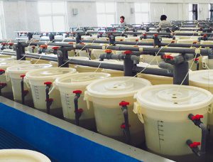 Shrimp farming in China: Lessons from its developmental history
