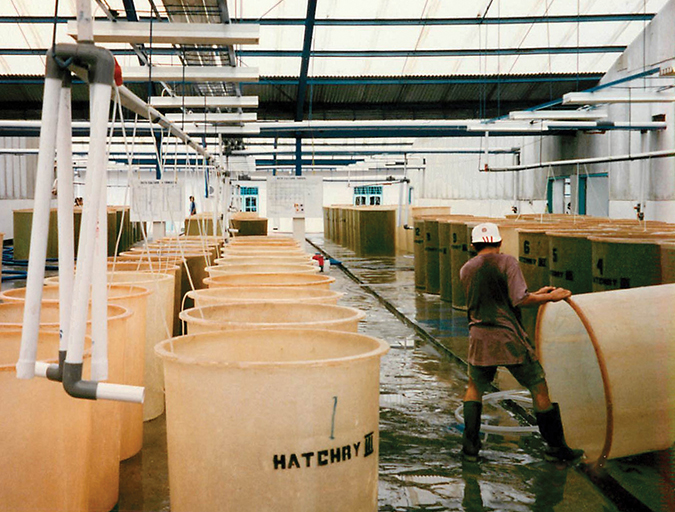 Article image for Vibrio control in shrimp farming: Part 1