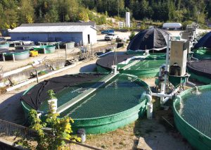 Sturgeon aquaculture in British Columbia: Are we there yet?