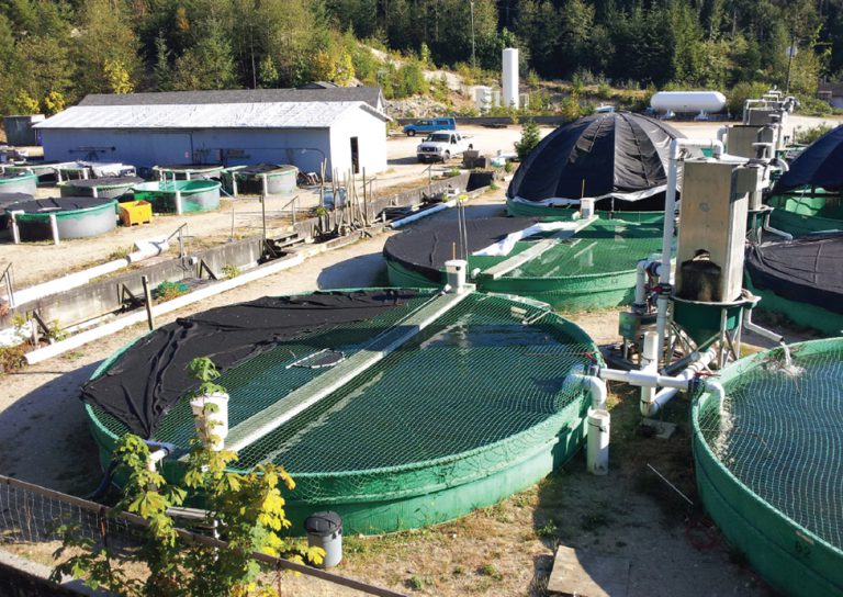 Article image for Sturgeon aquaculture in British Columbia: Are we there yet?