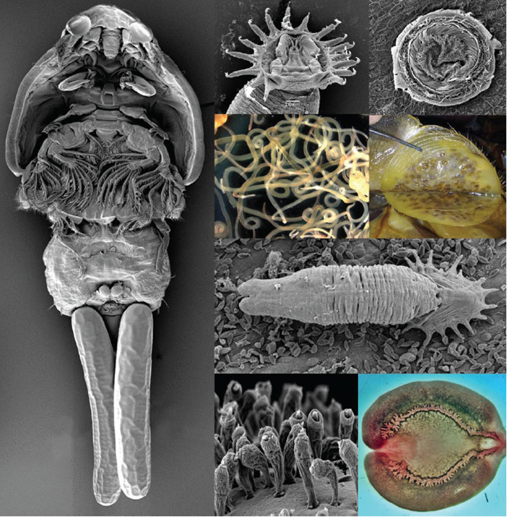 Article image for Economic impacts of aquatic parasites on global finfish production