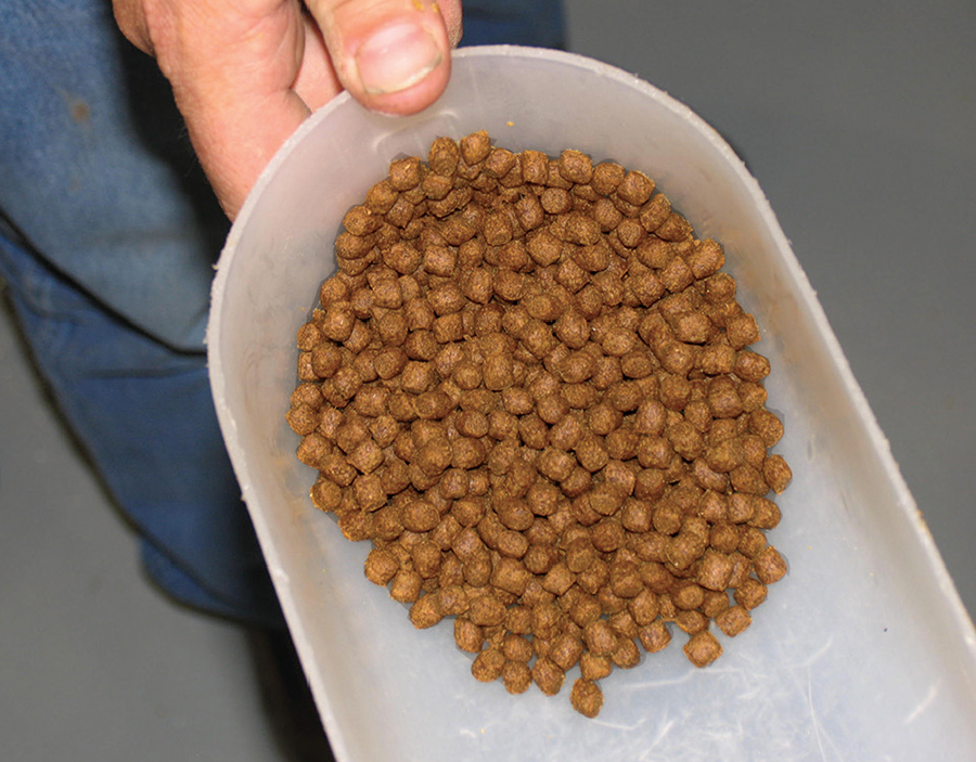 Article image for Insect meals: Novel protein, fat sources for farmed shrimp