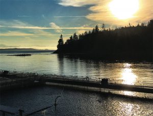 Report: Moving BC salmon farms to land may not be economically viable