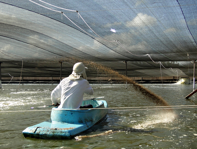 Article image for High-density shrimp producer wins innovation award