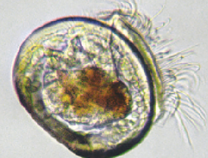 Article image for Metabolomics approaches to improve mussel larval production