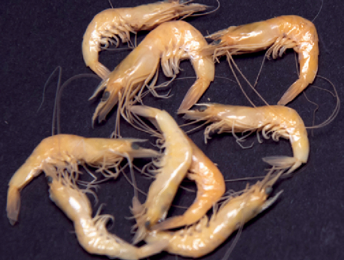 Article image for Limited decomposition enhances PCR detection of AHPND Vibrio in shrimp