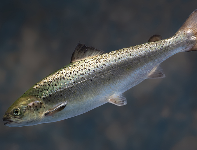 Article image for Cotejador de ciencia echa por tierra las críticas al salmón GM