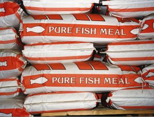 Researchers say sparing fishmeal and fish oil in farmed salmon diets can foster long-term growth