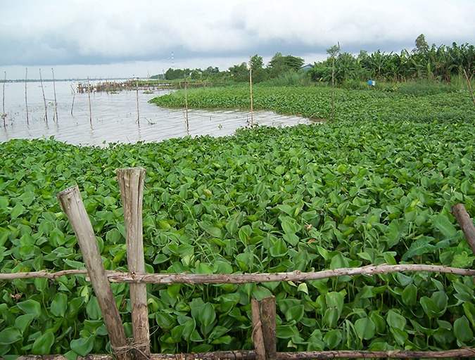 Mekong River Delta pangasius