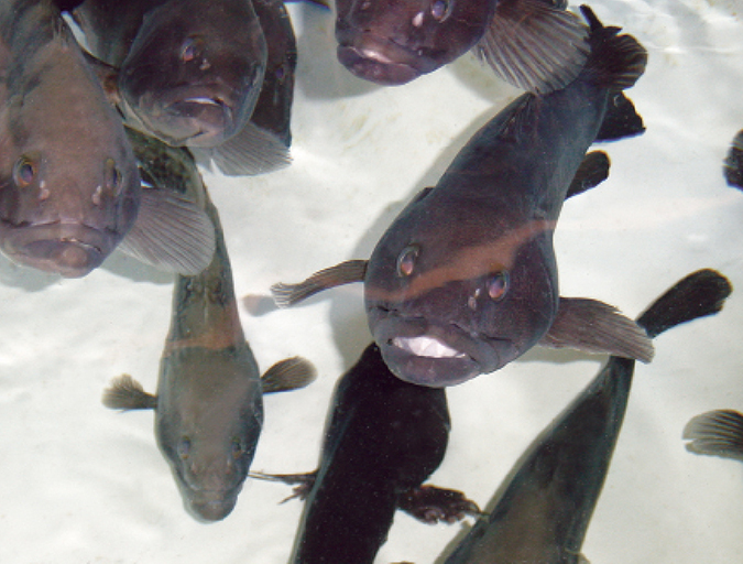 Article image for Increased density improves grouper feeding response, growth
