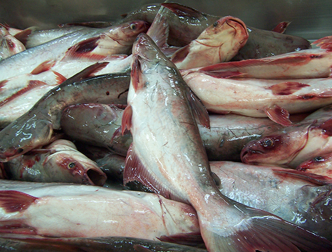 Article image for Risk v. hazard: A dispassionate look at pangasius