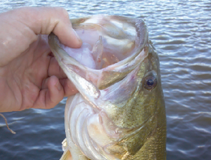 Article image for Biomass density affects bass production