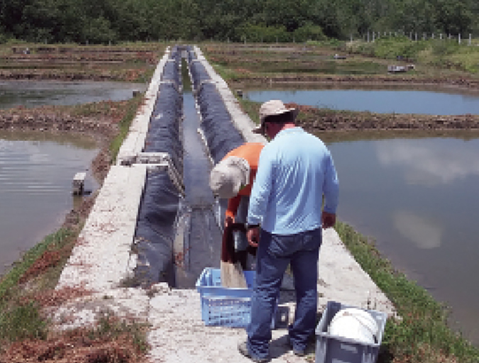 Article image for Natural feed additive improves shrimp productivity