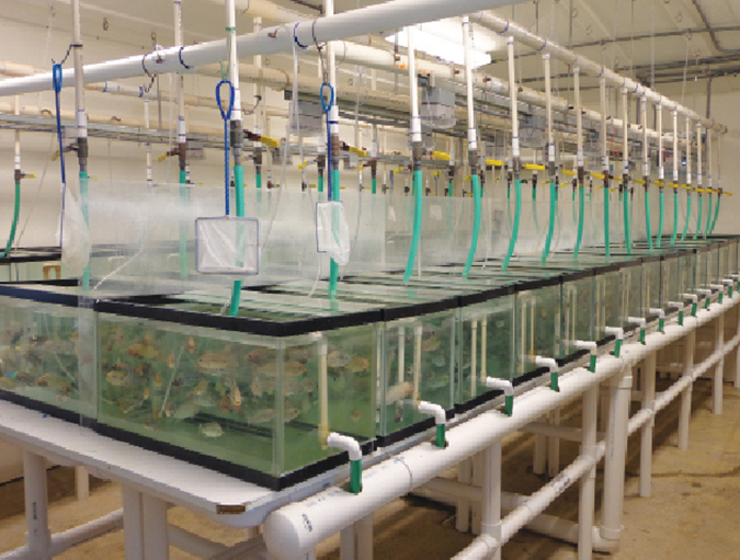 Article image for Parasite treatment reduces F. columnare infection in tilapia