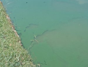 Phytoplankton a crucial component of aquaculture pond ecosystems