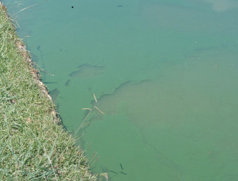 Blue-green algae will often float to the pond surface and form scums that absorb heat and can elevate water temperatures.