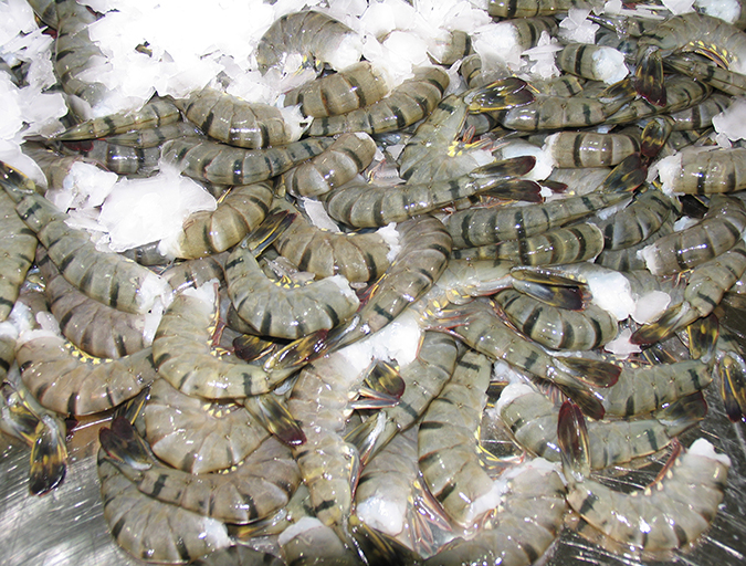 Article image for GOAL Shrimp Production Survey: Recovery coming