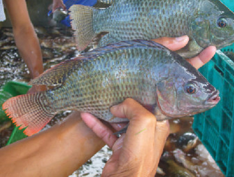 Tilapia after a dietary acidification trial.