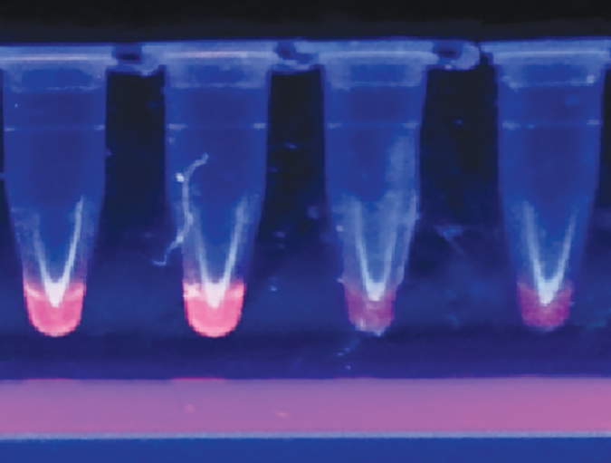 Article image for On-site diagnostic kit identifies WSSV in shrimp