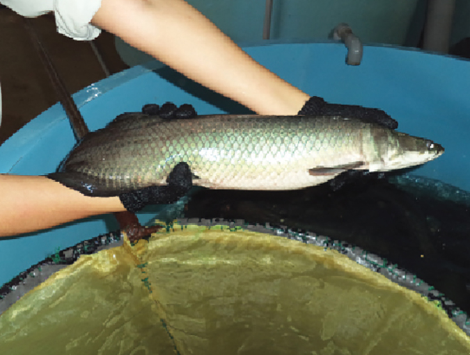 Article image for Soy-based feeds evaluated for production of Amazonian paiche
