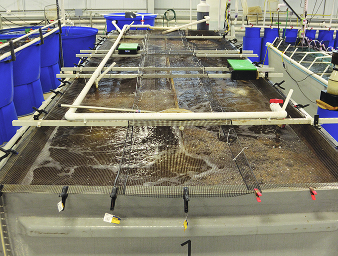 Article image for Indoor-raised shrimp find potential market in Kentucky test