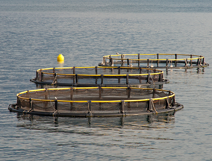 Article image for Study: Global mariculture supply at risk without climate action