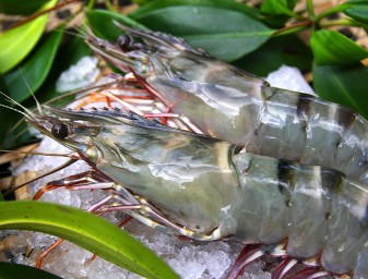 Black tiger shrimp from Vietnam's Ca Mau region. Photo courtesy of Blueyou Consulting. 