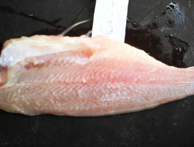 Article image for Pangasius diet trials show promise of DDGS