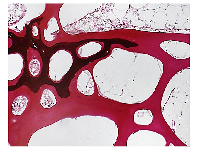 Article image for Judicious use of phosphorous key to farmed fish health