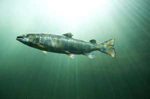 Yellow Seafood Watch rating opens doors for Maine farmed salmon