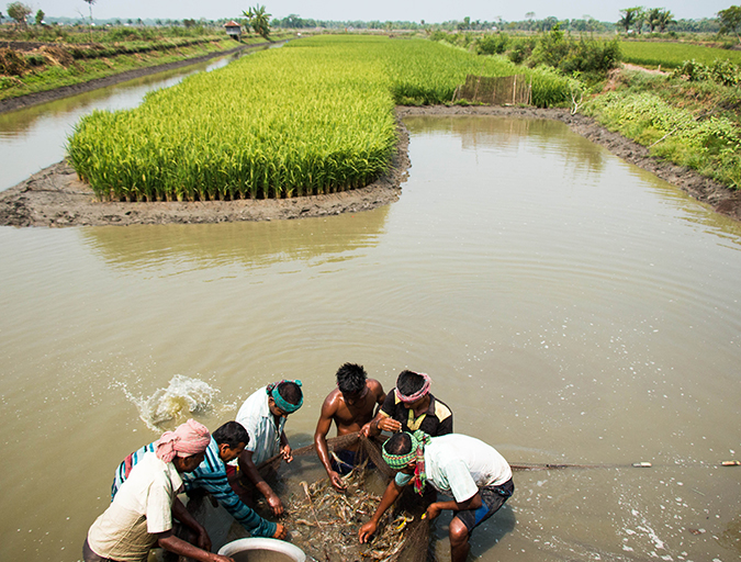 Article image for Rice-fish integration for high saline, coastal areas of Bangladesh