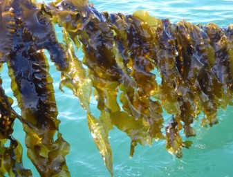 Kelp grown in Maine. Photo courtesy of Maine Aquaculture Association.