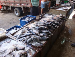 Brazilian fish market