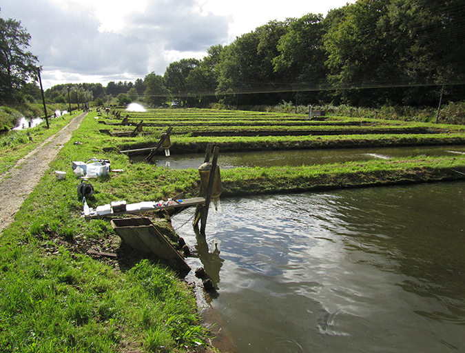 Article image for Linking water treatment practices and fish welfare