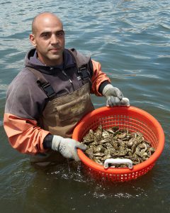 Stubbornness helps aquaculture persevere in northeastern U.S.