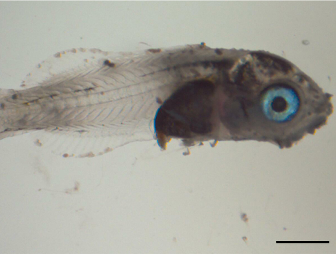 Article image for Emerging epitheliocystis disease in Mediterranean sparids caused by novel bacteria