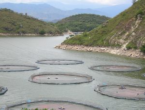 Implementation of Good Aquaculture Practices (BPA) in Colombia